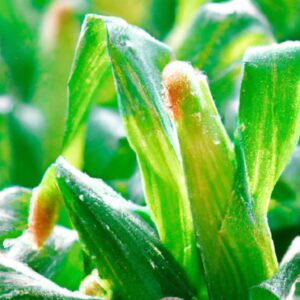 Plantas e a Valorização da Produção Local