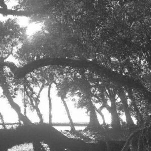 Cajueiro: Potencial Econômico no Nordeste