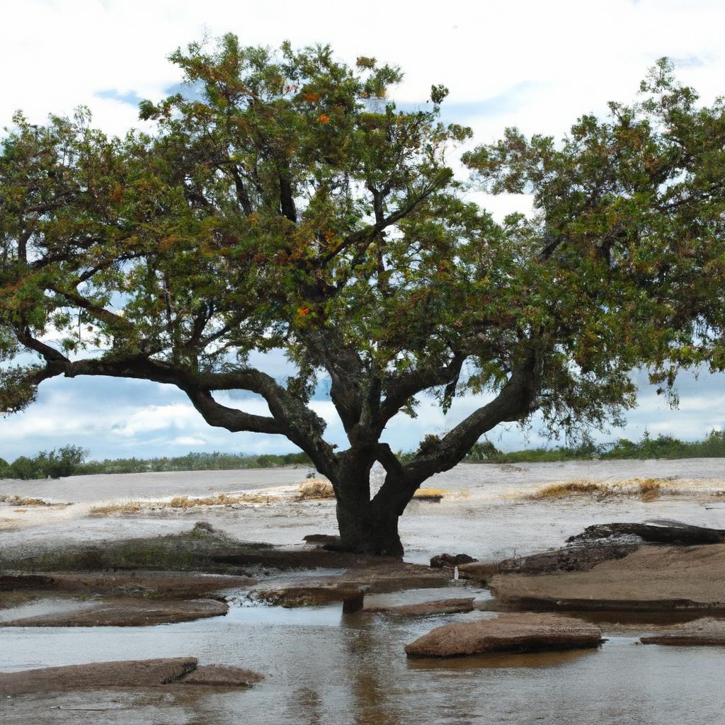 Incentivos e Investimentos para Maximizar a Produção de Cajueiro